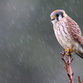 American Kestrel (Falco sparverius) AKA Sparrow Hawk in the rain Oregon, USA